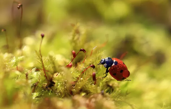 Drops, macro, Rosa, ladybug, moss, beetle, blur, spring