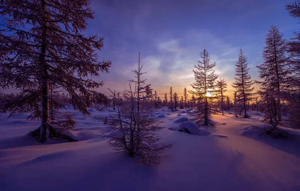 Winter, forest, snow, trees, sunset, the evening, the snow