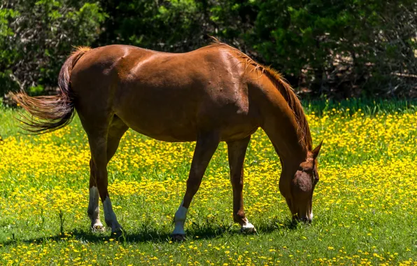 Picture greens, summer, grass, the sun, flowers, horse, yellow, dandelions