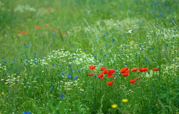 Greens, field, summer, flowers, glade, Maki, meadow, green background