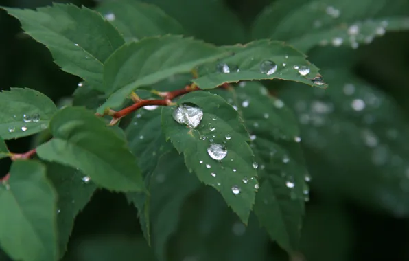 Picture water, drops, macro, nature, rain, plant, morning