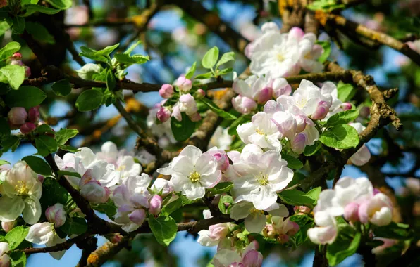 Leaves, macro, light, flowers, branches, spring, pink, white