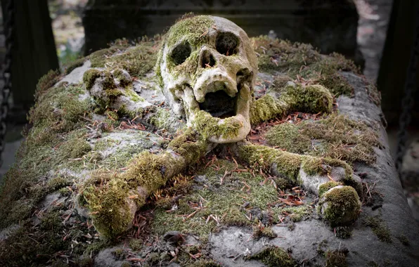 Skull, bones, grave