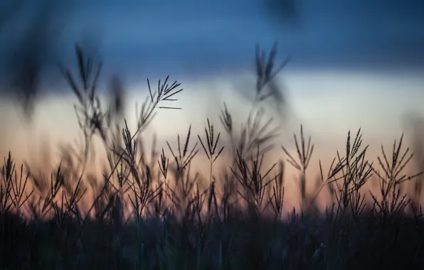 Field, autumn, grass, macro, sunset, the evening, blur