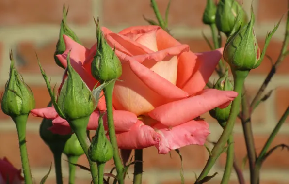 Rose, Orange, Buds, Meduzanol ©, Summer 2018