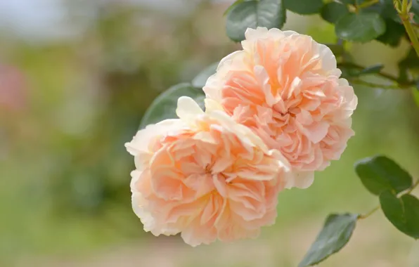 Leaves, roses, Duo, bokeh