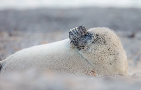 Sand, face, pose, smile, shore, paw, seal, lies