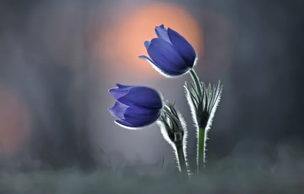 Flowers, glade, Duo, cross