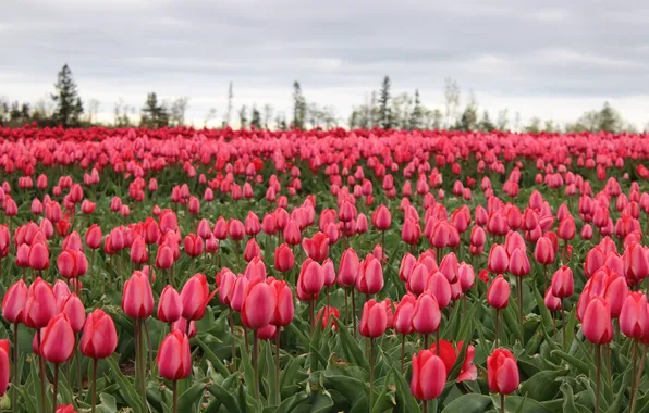 Summer, flowers, tulips