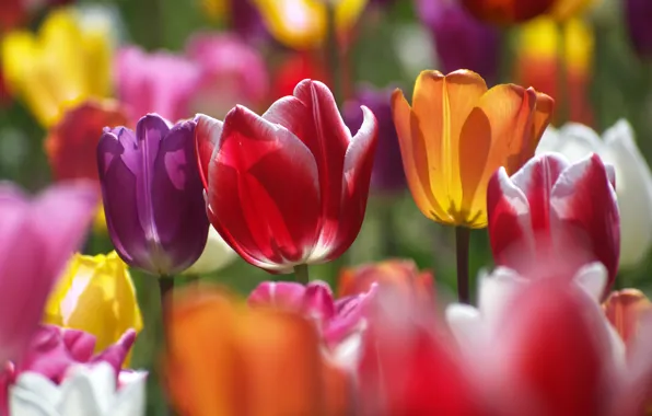 Light, flowers, glade, spring, petals, garden, tulips, buds