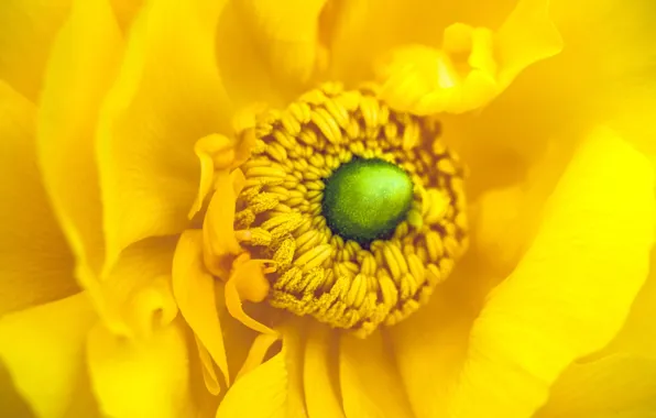 Flower, macro, flowers, yellow, petals, stamens, anemone, anemones
