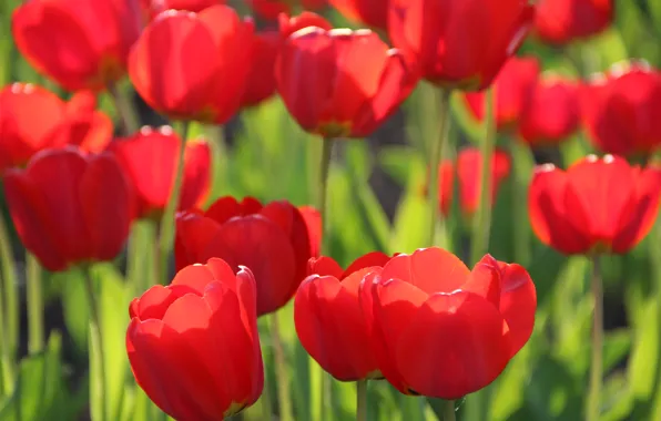 Flowers, Tulip, spring