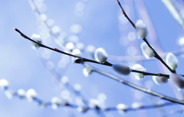 The sky, branches, nature, spring, flowering, Verba, blue background, IVA