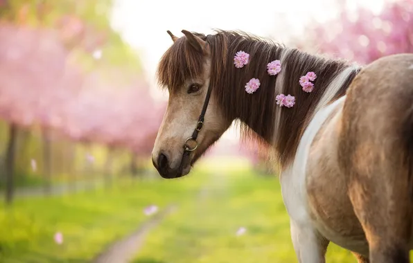 Look, trees, flowers, horse, glade, horse, spring, garden
