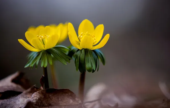 Flower, macro, nature