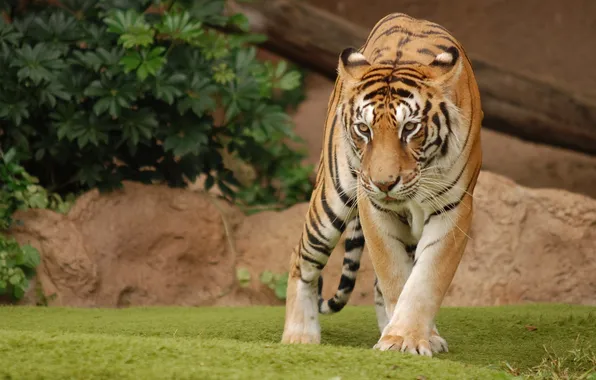 Picture look, Tigress, leisurely gait