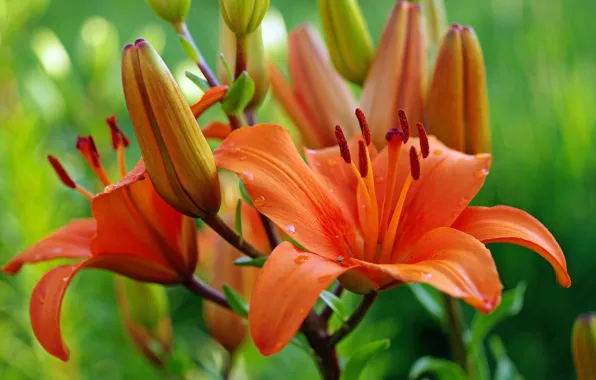 Summer, drops, flowers, nature, Lily, beauty, plants, many