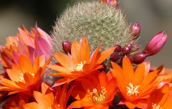 Cactus, barb, orange flowers, light and shadow, picture macro, pink buds
