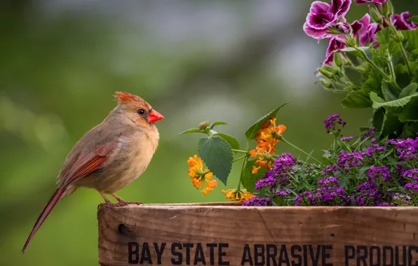 Picture flowers, bird, flowerbed, Cardinal