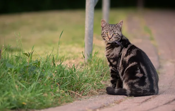 Road, cat, grass, cat, look, tile, the sidewalk, sitting