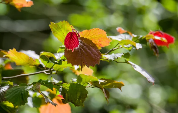 Summer, nature, tree, leaves in backlight