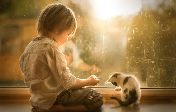 Picture each, boy, window, kitty