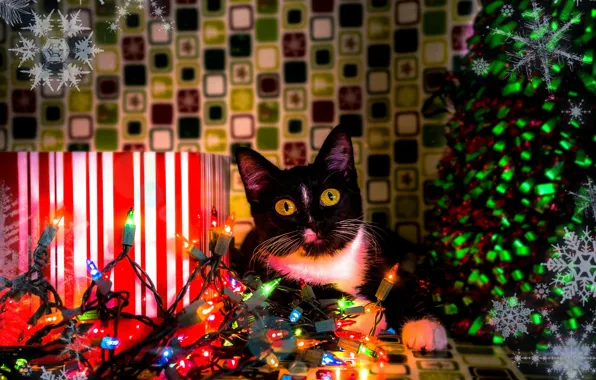 Cat, cat, look, pose, black, Christmas, gifts, New year