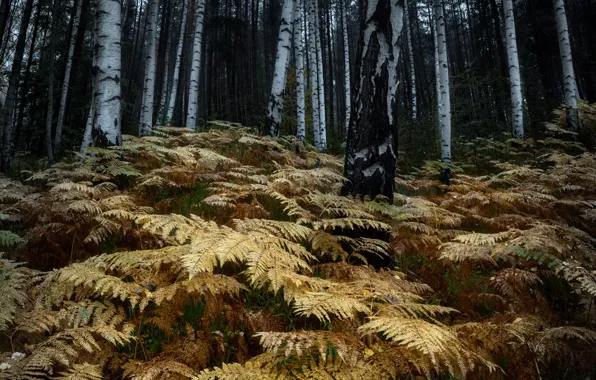 Picture autumn, fern, birch
