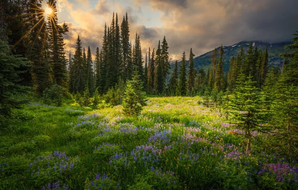 Greens, forest, summer, the sun, clouds, light, flowers, mountains