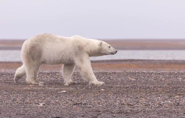 Alaska, Polar bear, Polar bear