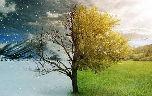 Winter, autumn, nature, seasons, beauty