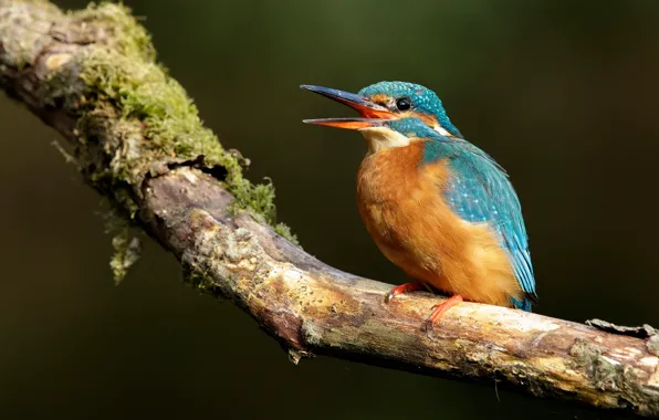 Picture branches, background, bird, moss, bird, handsome, Kingfisher, bright plumage