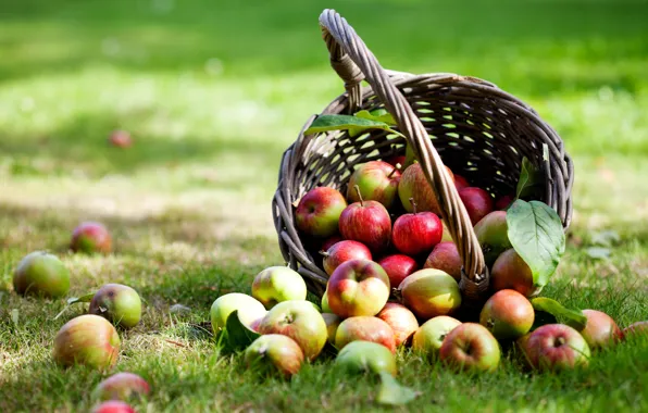 Picture basket, apples, weed, leaves
