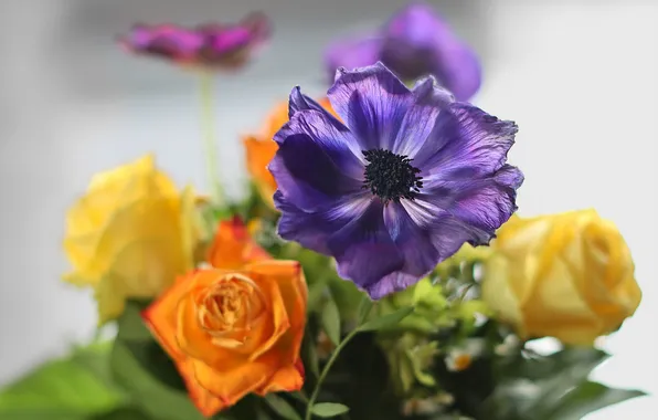 Flower, purple, flowers, roses, bouquet, blur, yellow, orange