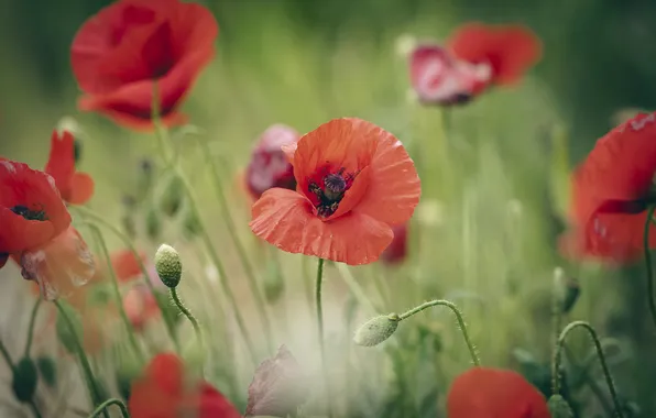 Summer, flowers, glade, Mac, Maki, blur, red, buds