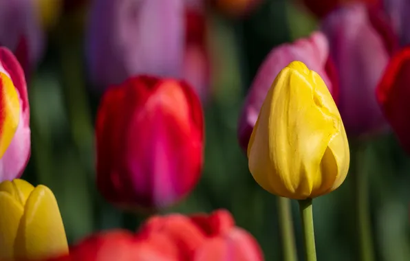 Macro, flowers, spring, yellow, tulips, red, colorful, bokeh