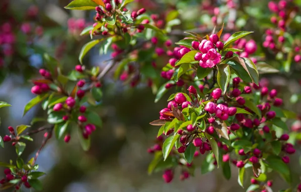 Flowers, branches, spring, pink, Apple, flowering, bokeh, in bloom