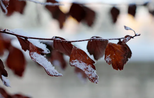 Winter, leaves, snow, branch, snowflake, autumn leaves