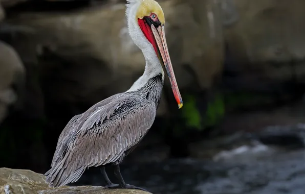 Picture bird, beak, American brown Pelican