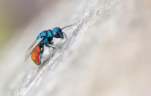 Macro, fly, insect