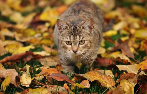Picture autumn, cat, grass, leaves, is