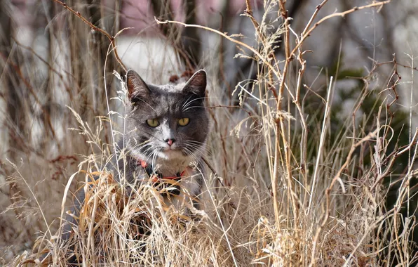 Cat, grass, nature