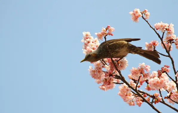 Picture the sky, flowers, branches, nature, bird, spring, flowering
