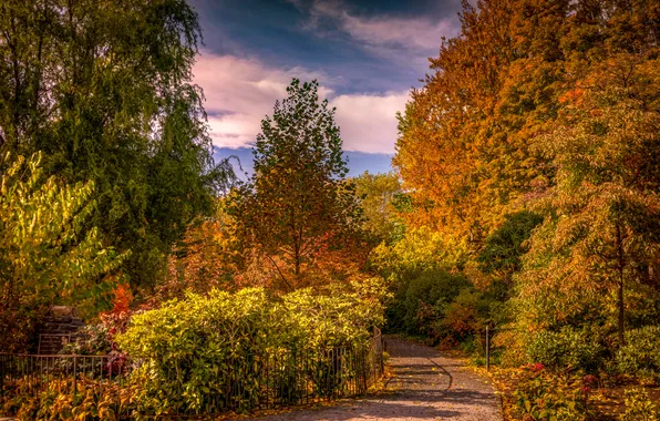 Autumn, leaves, trees, yellow, garden, track, USA, Sunny