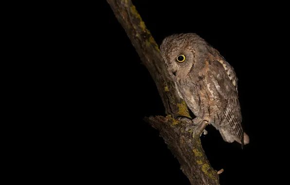 Look, owl, bird, branch, black background, owl, sychik