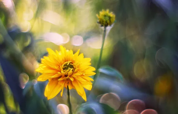 Picture flower, yellow, glare, background, blur