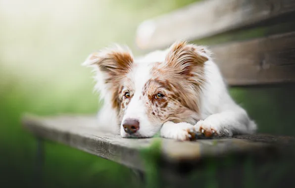 Picture look, face, light, bench, nature, green, background, mood