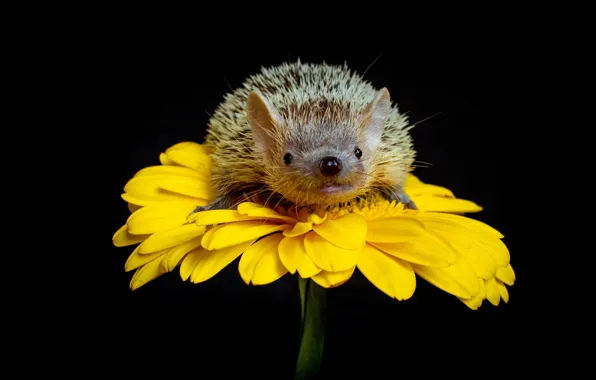Flower, look, yellow, petals, muzzle, hedgehog, black background, hedgehog