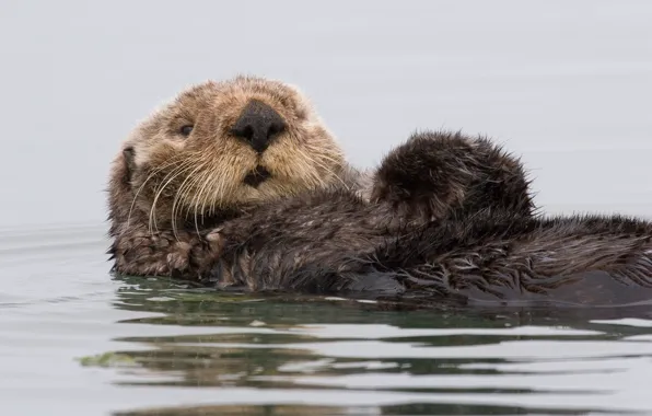 Picture water, Kalan, CA, sea otter