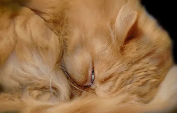 Picture cat, look, background